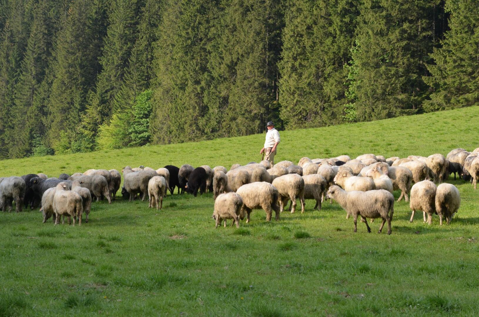 Pasterstwo