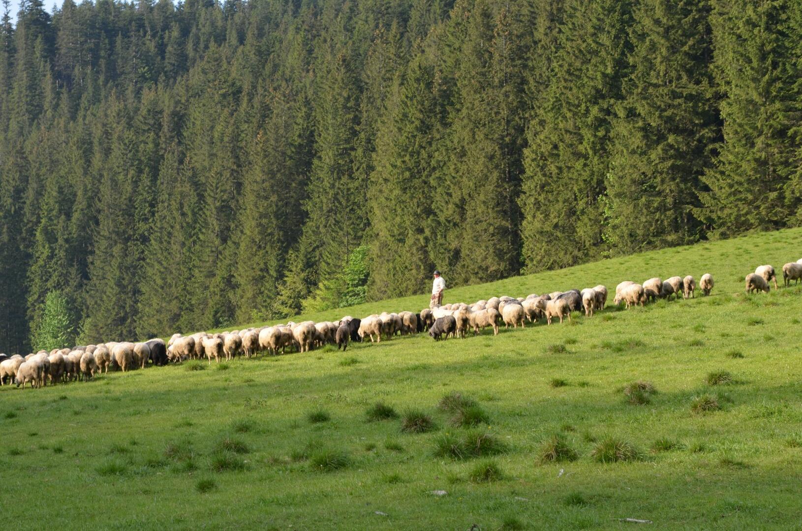 Pasterstwo