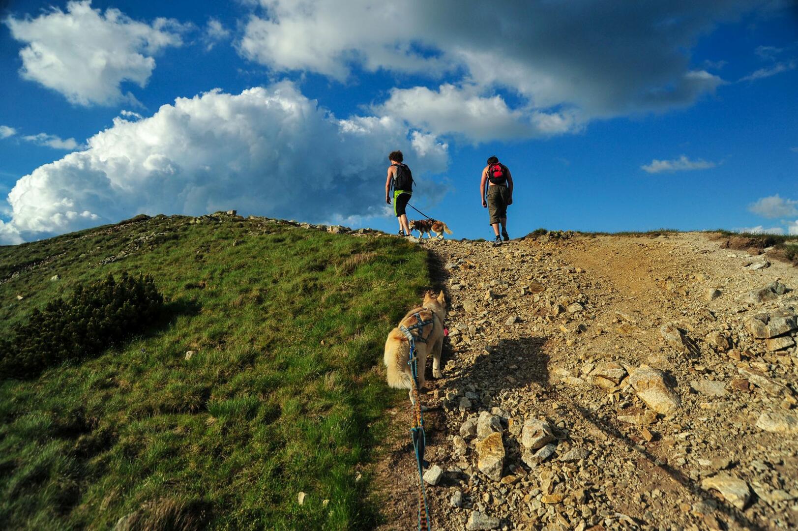 Dogtrekking