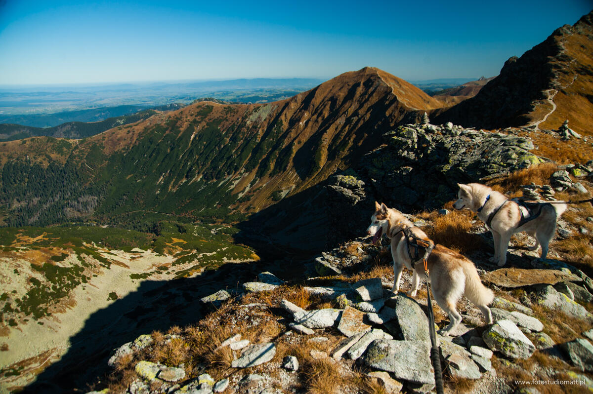 Dogtrekking