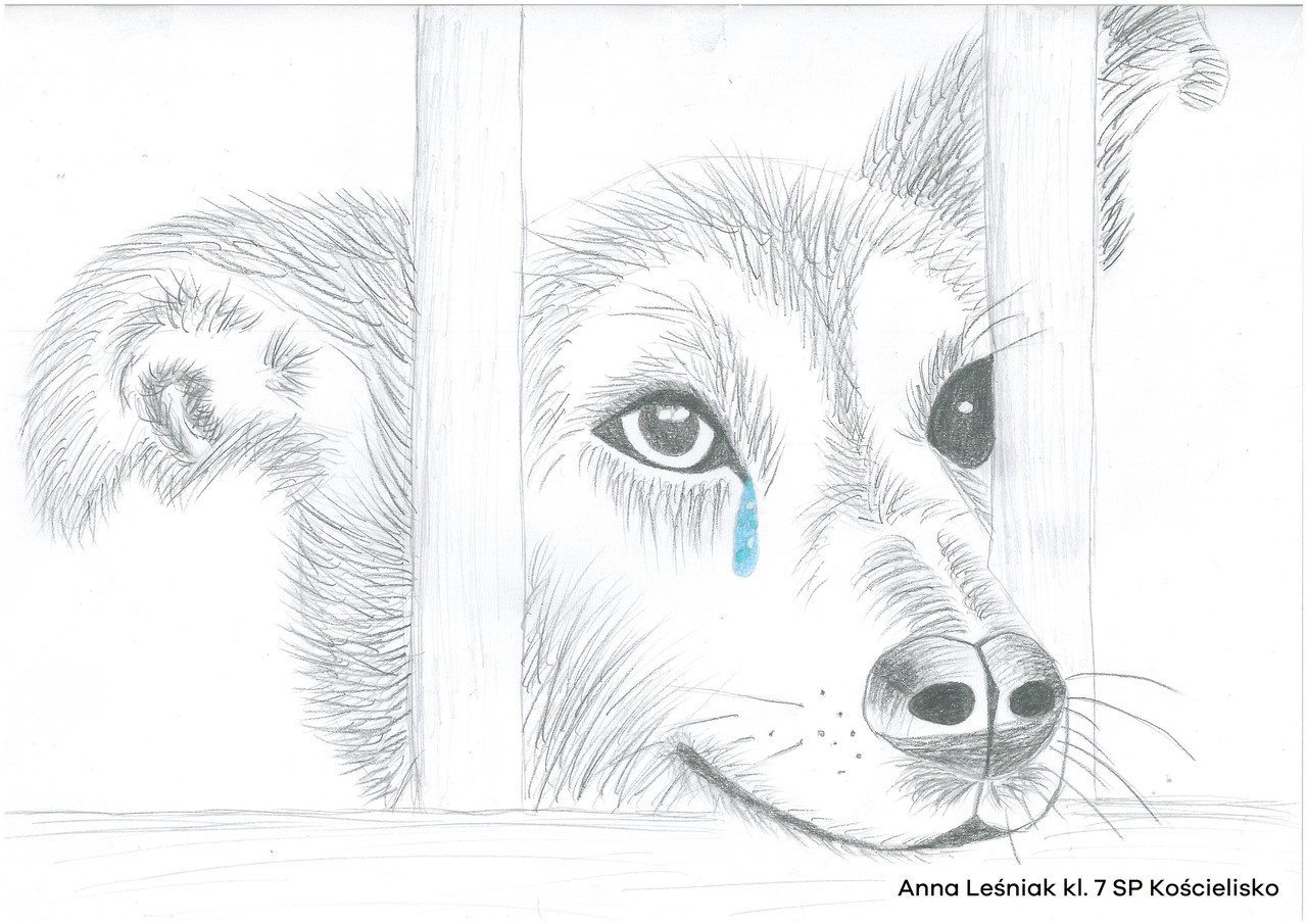 obrazek narysowany ołówkiem przedstawia smutnego psa wystawiającego głowę przez kraty. Pies płacze